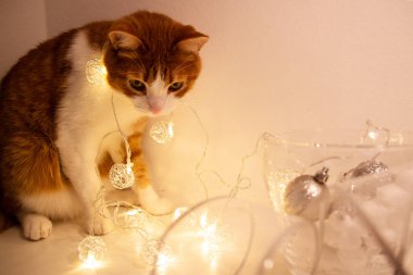 Boynunda çelenk olan kızıl kedi Noel süsleriyle bir masada oturuyor..