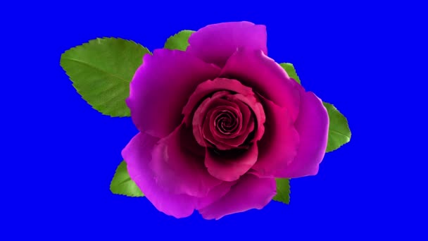 Floraison Rose Fleur Rose Avec Séparation Alpha Channel Masque — Video