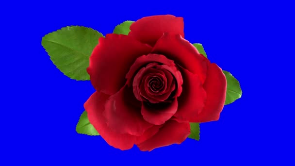Flor Rosa Vermelha Florescendo Com Separação Máscara Alpha Channel — Vídeo de Stock