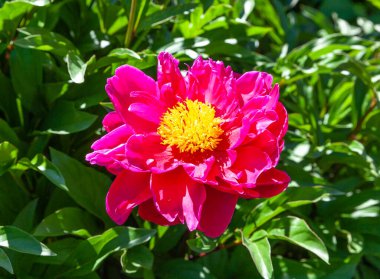 Büyük, kırmızı şakayık çiçekleri, ortasında sarı erkek çiçekleri ve yeşil otların olduğu bir arka plan. Güneşli bir yaz gününde çekim yapmak. Dekoratif yapraklı şakayık çalısı. Yakın plan..