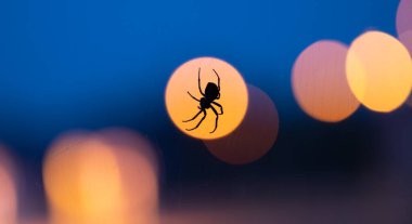 Gece şehrinin bulanık ışıklarının arkaplanındaki örümcek silueti. Güzel manzara. Kasabadaki insanlar arasında böcek yaşamı kavramı.