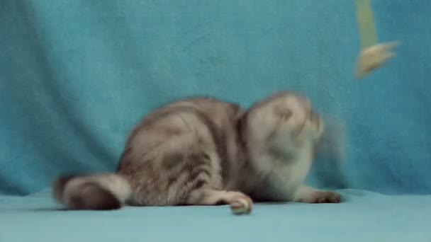 Vicces macska játszik kis toy nyuszi