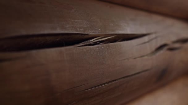 The cracks on the logs — Stock Footage The cracks on the logs Video Clip