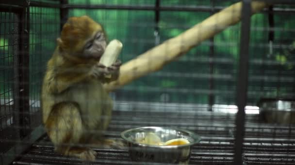 4,463 Funny monkey Videos, Royalty-free Stock Funny monkey Footage |  Depositphotos