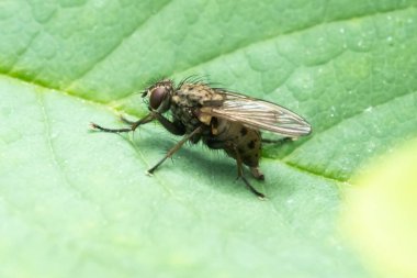 Yaprağın üzerindeki sinek yumurtalarını bırakıyor.