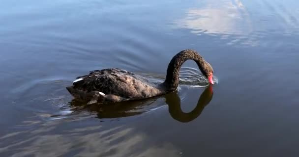 湖で食べ物を探している美しい黒白鳥の水泳 — ストック動画