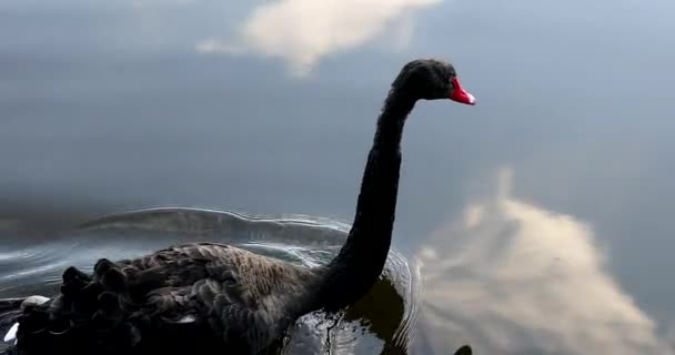 Krásná černá labuť plave na jezeře a hledá potravu — Stock video