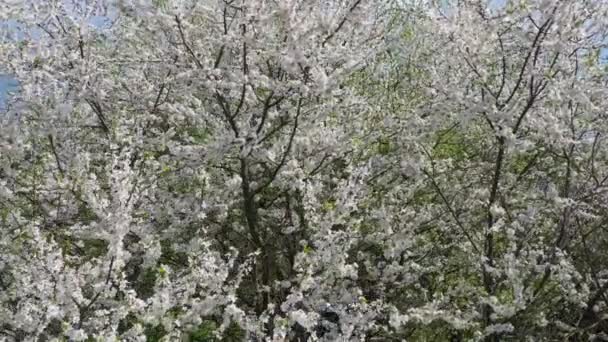 Uma vista de um drone de uma ameixa de cereja florescente, o vento treme os ramos de uma árvore — Vídeo de Stock