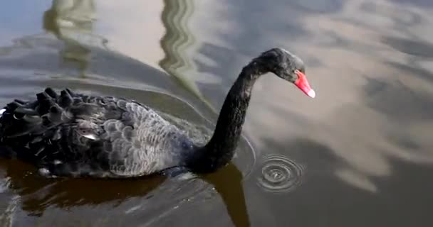 湖で食べ物を探している美しい黒白鳥の水泳 — ストック動画