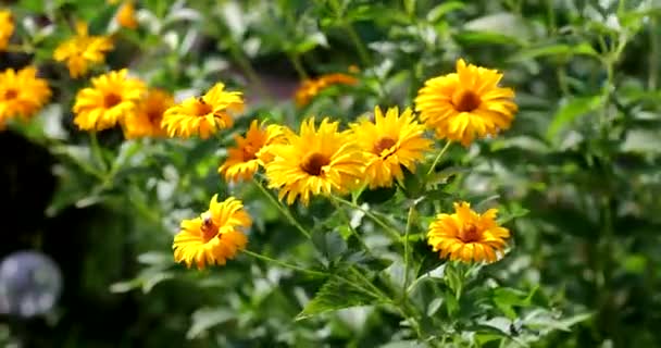 Kamomill blommor med gula kronblad. Vackra gula blommor i trädgården, blommor svajande i vinden. — Stockvideo