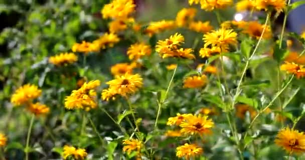 Fiori di camomilla con petali gialli. Bellissimi fiori gialli in giardino, fiori ondeggianti nel vento. — Video Stock