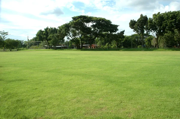 Campo de hierba verde — Foto de Stock