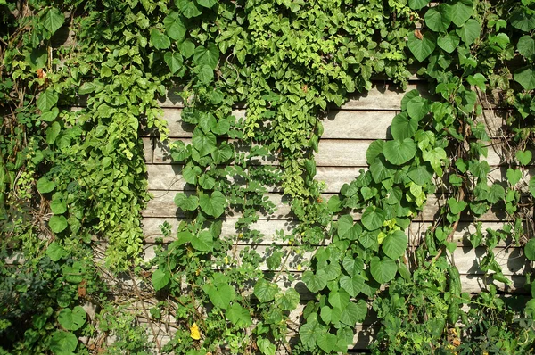 Planta trepadora en pared de madera vieja — Foto de Stock
