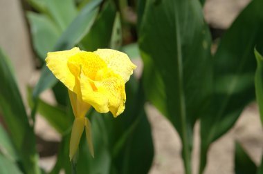 Bahçede sarı konserve çiçeği