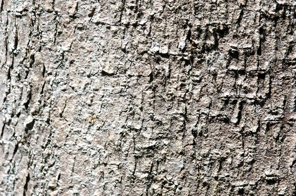 Tree bark texture — Stock Photo, Image