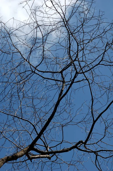 Halott fa tiszta kék ég alatt — Stock Fotó