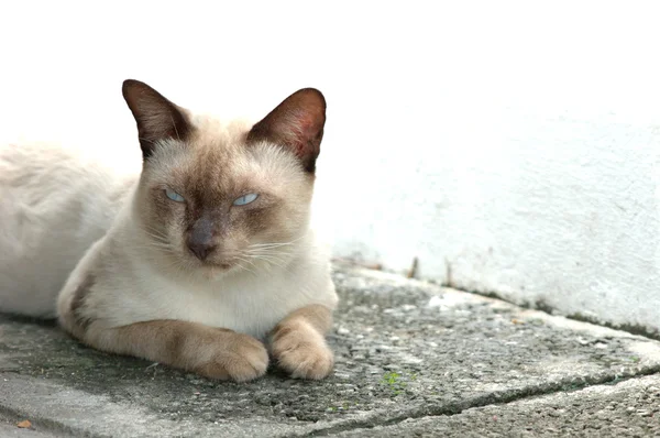 Gato tailandês — Fotografia de Stock