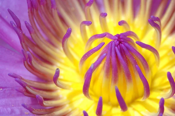 Cerrar flor de loto — Foto de Stock