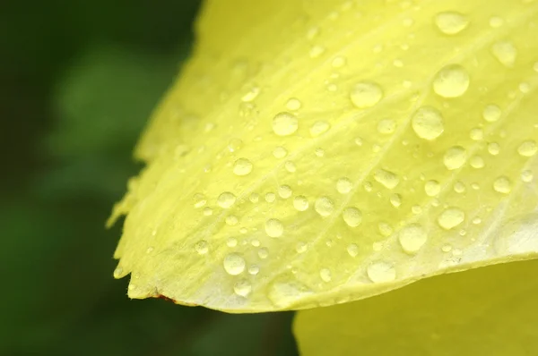 Gota de agua sobre flor amarilla — Foto de Stock