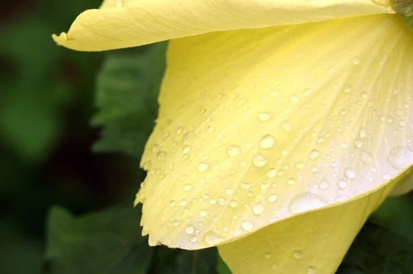 Gota de água na flor amarela — Fotografia de Stock