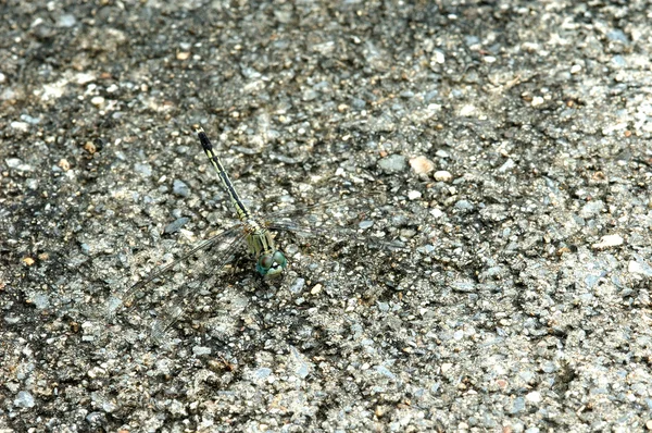 Camouflage of a dragonfly on the concrete floor — Stock Photo, Image