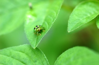 uğur böceği yaprak üzerinde