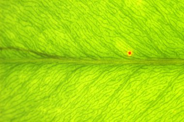  büyüyen yaprak yüzeyi