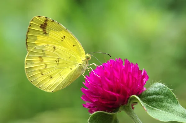 Schmetterling — Stockfoto