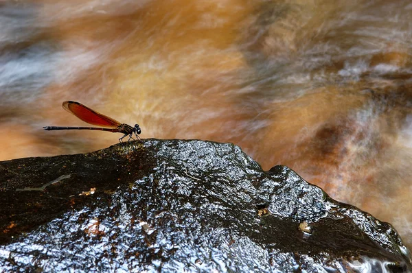 Dragonfly vleugels op de steen — Stockfoto