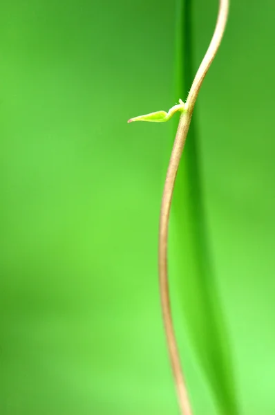 Spiraal wijnstokken op groen — Stockfoto