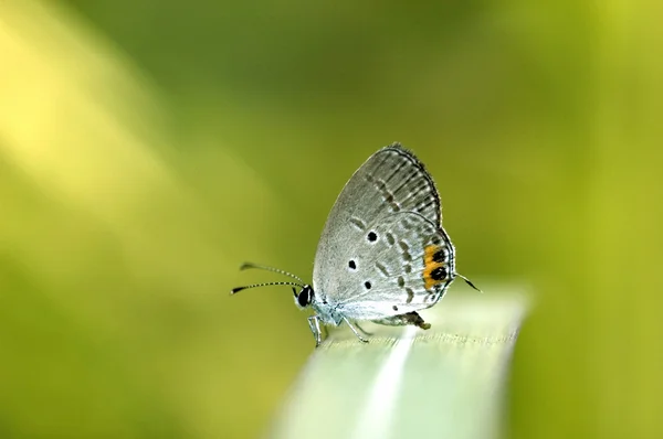 蝶と緑の背景 — ストック写真