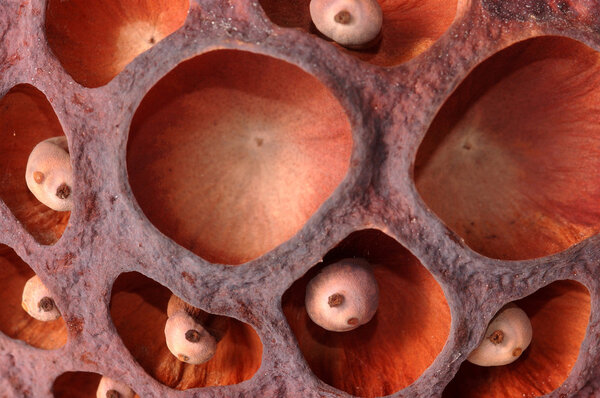 close-up of lotus dry seed
