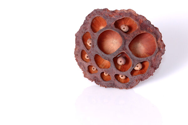 close up of lotus dry seed 