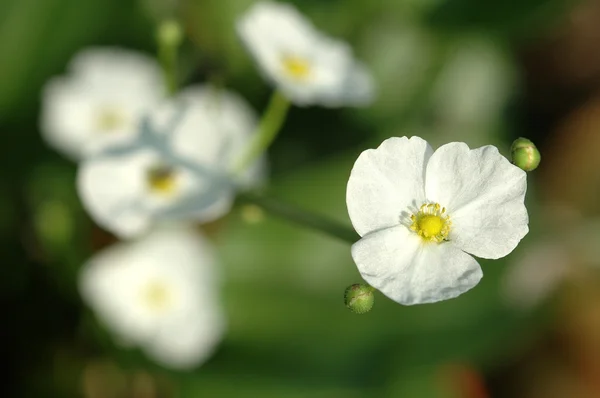 Pequeñas flores blancas brillantes — Foto de Stock