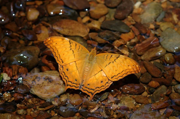 Πολύχρωμο πεταλούδα — Φωτογραφία Αρχείου