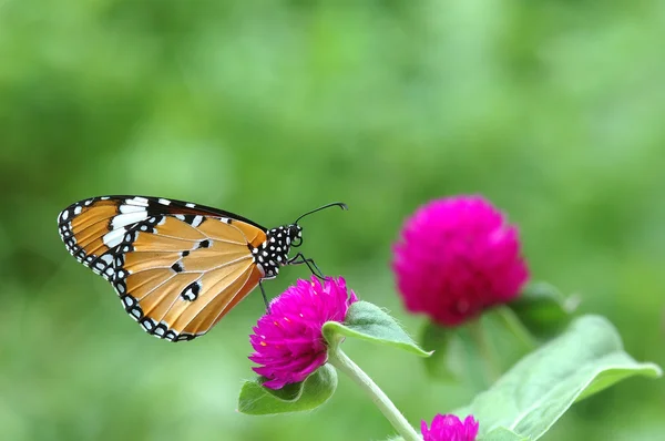 Schmetterling auf Globus Amaranth — Stockfoto