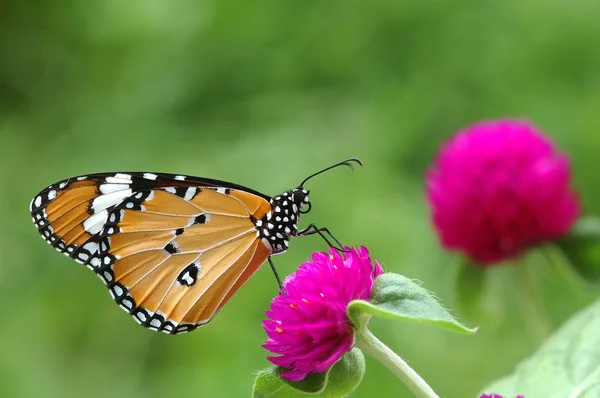Schmetterling auf Globus Amaranth — Stockfoto
