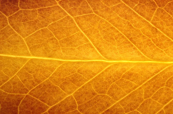 Orange growing leaf surfac — Stock Photo, Image