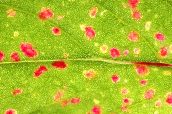 Abstrac growing leaf surface — Stock Photo, Image