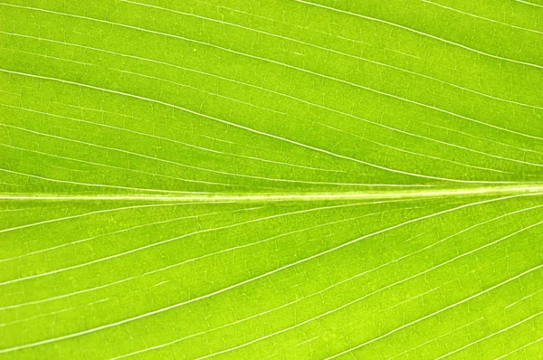 Growing leaf surface — Stock Photo, Image