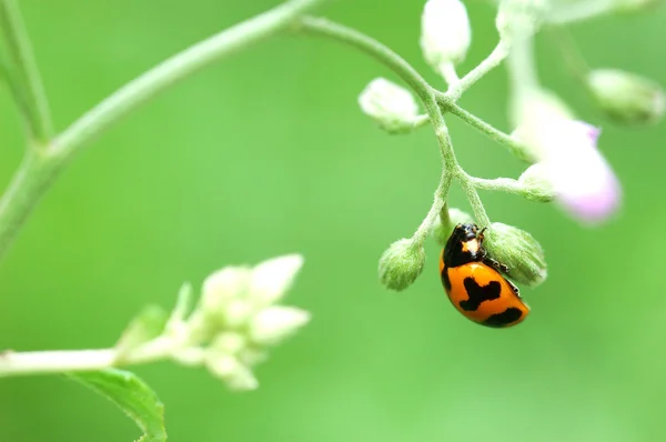 Uğur böceği üzerinde yeşil yaprak makro — Stok fotoğraf