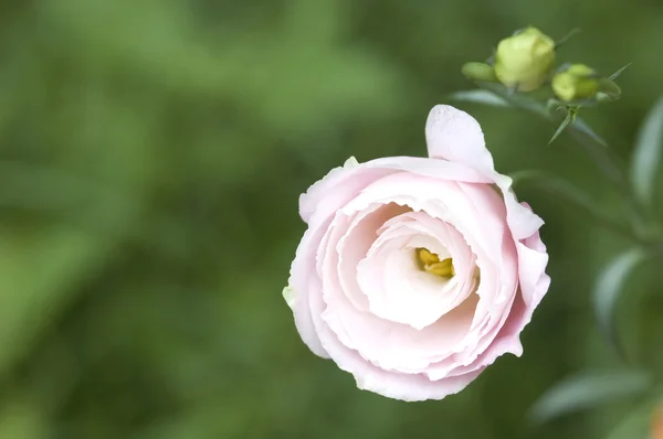 Smuk lyserød rose i en have - Stock-foto