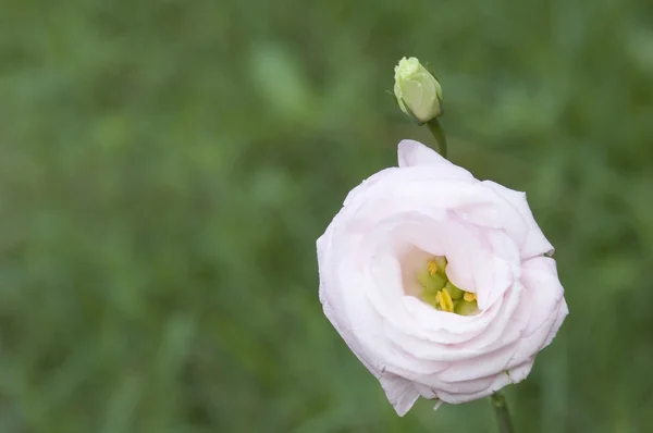 Smuk lyserød rose i en have - Stock-foto