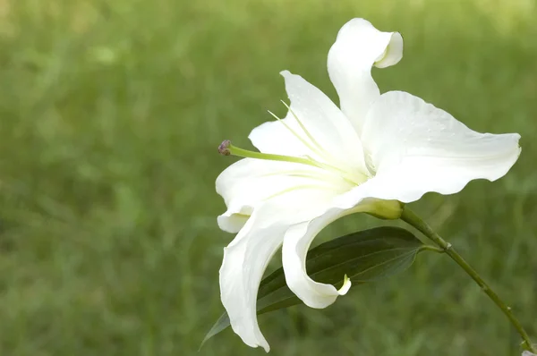 Flower white lily on green background — Stock Photo, Image
