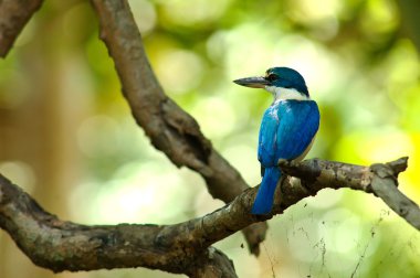 Ormandaki yakalı Kingfisher (Todiramphus chloris)