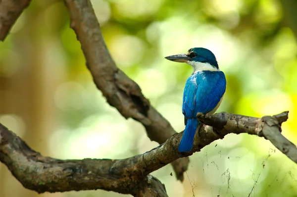 Eisvogel (todiramphus chloris) im Wald — Stockfoto