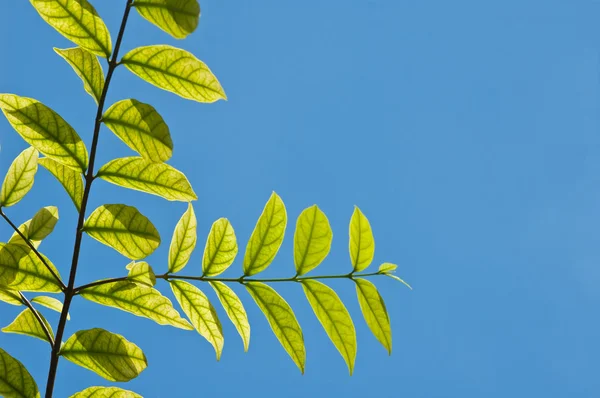 Daun muda hijau di langit biru — Stok Foto