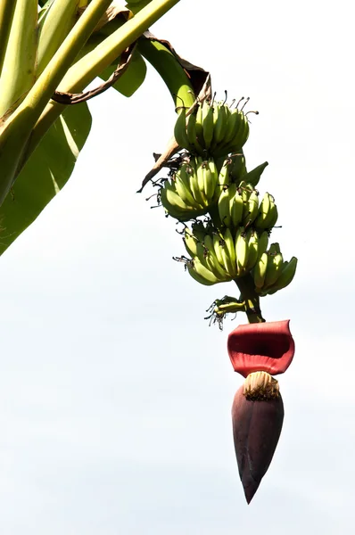 Куча бананов на дереве — стоковое фото