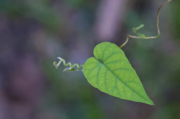 Heart shaped leaf — Stock Photo, Image