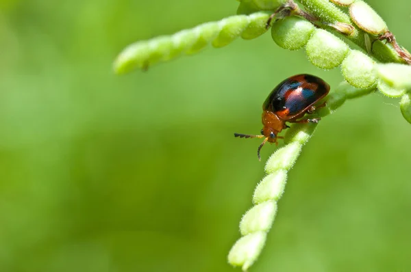 Uğur böceği yaprak üzerinde — Stok fotoğraf